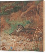A Woodcock And Chick In Undergrowth Wood Print