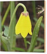 A Yellow Bell's Tear Wood Print