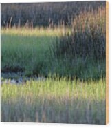 Abstract Marsh Grasses Wood Print