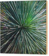 Abstract Nature Desert Cactus Photo 207 Blue Green Wood Print