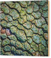 Abstract Tree Bark Wood Print