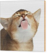 Abyssinian Kitten Licking Screen Wood Print