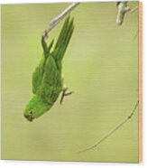 Acrobatic White-eyed Parakeet Wood Print