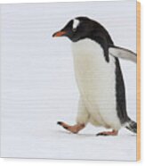 Adult Gentoo Penguin Waddling On Snow Wood Print