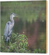 Advice From A Great Blue Heron Wood Print