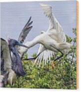 Aerial Battle Between Tricolored Heron And Snowy Egret Wood Print