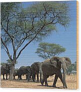 African Elephant Loxodonta Africana Wood Print