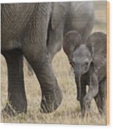 African Elephant Mother And Under 3 Wood Print