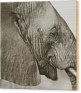 African Elephant Profile  Duotoned Wood Print
