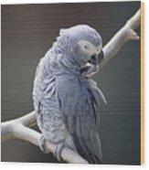 African Grey Parrot Psittacus Erithacus Wood Print