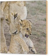 African Lion Mother Picking Up Cub Wood Print