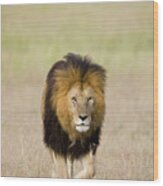 African Lion Panthera Leo Male, Masai Wood Print