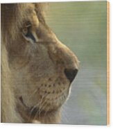 African Lion Panthera Leo Male Portrait Wood Print