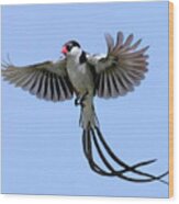 African Pintail Whydah Wood Print