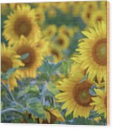 Afternoon In The Sunflower Field Wood Print