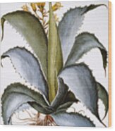 Agave, 1613 Wood Print