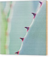 Agave Parryi Abstract Wood Print