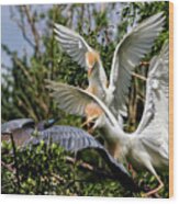 Aggression Between Cattle Egrets And Tricolored Heron Wood Print