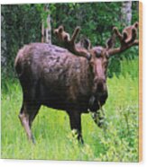 Alaska Moose Wood Print