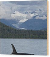 Alaska Orca Wood Print