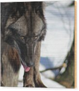 Alaskan Tundra Wolf Wood Print