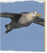 Albatross Wood Print