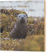 Alert Female Otter Wood Print