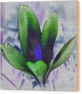 Alien Crocus Wood Print