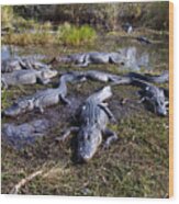 Alligators 280 Wood Print