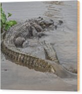 Alligators Courting Wood Print