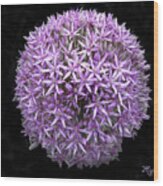 Allium Wood Print