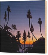 Aloe Sunset Wood Print