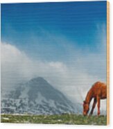 Alpine Equine Wood Print