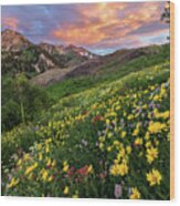 Alta Wildflower Sunset Wood Print