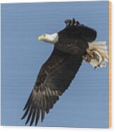 American Bald Eagle 2017-4 Wood Print