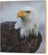 American Bald Eagle Portrait Wood Print