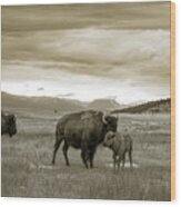 American Bison Calf And Cow Wood Print