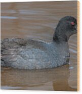 American Coot Dmsb0138 Wood Print