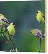 American Goldfinch #8 Enhanced Image Wood Print