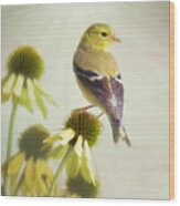 American Goldfinch On Coneflower Wood Print