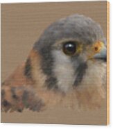 American Kestrel Wood Print