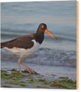 American Oystercatcher At Sunset Wood Print