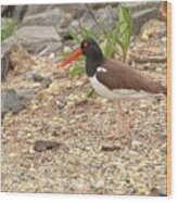 American Oystercatcher Wood Print