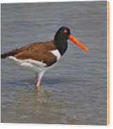 American Oystercatcher Wood Print