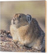 American Pika Pauses For Pictures Wood Print