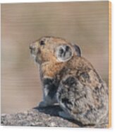 American Pika Poses For Pictures Wood Print
