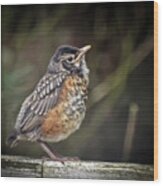 American Robin Fledgling Wood Print