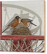 American Robin Pair At Nest Wood Print