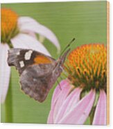 American Snout Butterfly On Echinacea Wood Print