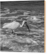 American White Ibis In Black And White Wood Print